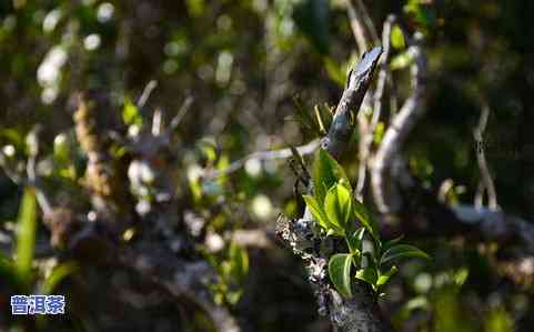 冰岛古树茶颜色特点-冰岛古树茶颜色特点介绍