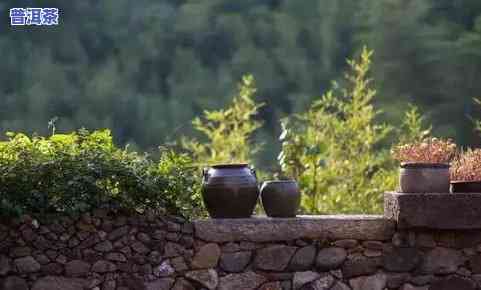 马鹿山普洱茶的特点，探秘马鹿山普洱茶的独特特点