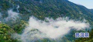 八界山普洱茶在哪里，寻找美味：探寻八界山普洱茶的产地