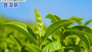 最贵的茶叶排名，揭秘茶叶价格排行榜：哪些是最昂贵的？