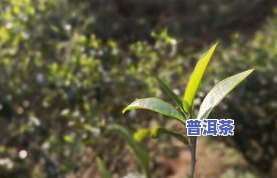 澜沧景迈山古树茶0081价格多少？云南古树茶全解析！