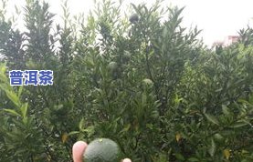 爸爸适合喝什么茶叶-爸爸适合喝什么茶叶好