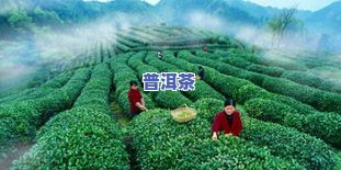 好看的茶叶图片欣赏-好看的茶叶图片欣赏大全