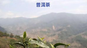 冰岛古树茶的价格?-冰岛古树茶的价格