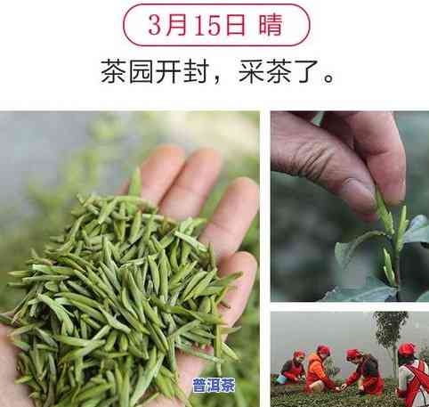 老班章是啥，解密老班章：一种备受追捧的普洱茶品种