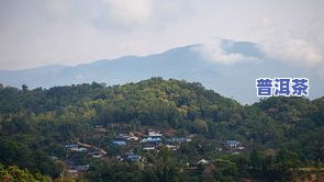 西双版纳南儒山普洱茶-西双版纳南糯山普洱茶