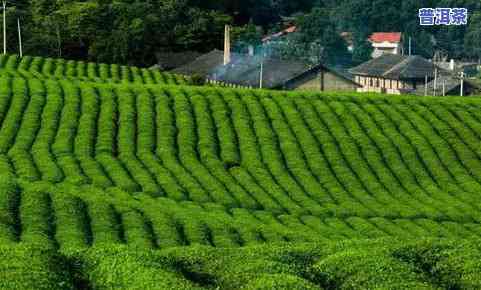 全球茶乡普洱茶-全球茶乡普洱茶市场分析