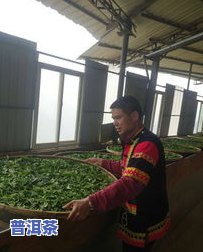 双江冰岛古树茶开采多少年，探寻千年古韵：双江冰岛古树茶的开采历史