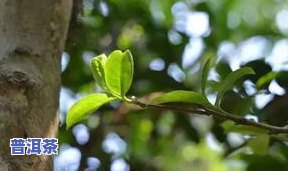 冰岛磨烈古树茶生态-磨烈冰岛茶的特点