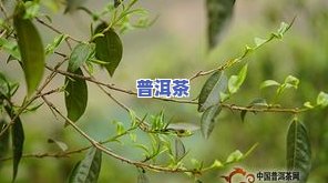 冰岛茶饼多少钱一斤，冰岛茶饼价格：每斤多少钱？