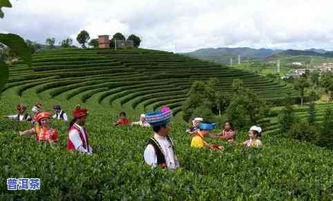 丽江有没有种普洱茶的基地在哪里，揭秘丽江普洱茶种植基地，了解其种植环境和特点