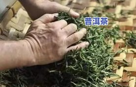 普洱茶揉捻后要晾晒吗-普洱茶揉捻后要晾晒吗为什么