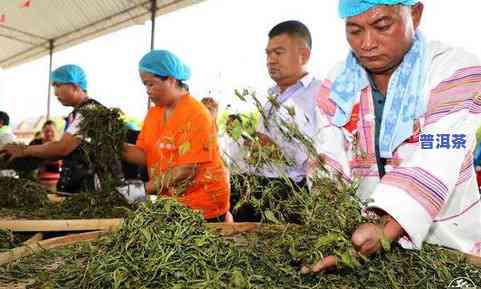 云南西双版纳的特色茶叶品种介绍