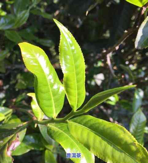 一斤普洱茶要多少毛茶-一斤普洱茶要多少毛茶叶