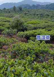 普洱茶五寨：揭秘巴达山普洱茶的历史与产地