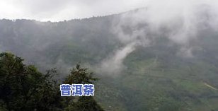 普洱茶五寨：揭秘巴达山普洱茶的历史与产地