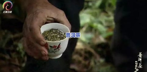 普洱茶纪录片B站博主是谁？探究神秘的普洱茶世界