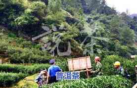 武夷山什么茶叶好喝一点，推荐一款好喝的武夷山茶叶