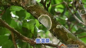 普洱茶古树茶采摘时间最新-普洱茶古树茶采摘时间最新表