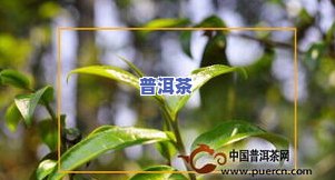 大益红韵园茶：801、生肖茶全面比较与评价