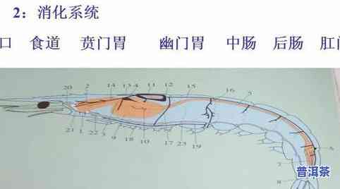 普洱茶分布图高清版大全图解：详细解析与视频、图片合集