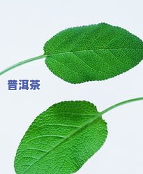 绿叶红边茶，赏心悦目：品味绿叶红边茶的独特魅力