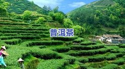 深圳有什么名茶？探究深圳知名茶叶