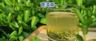 深圳有什么名茶？探究深圳知名茶叶