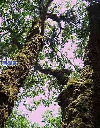 普洱茶香四方-四季香普洱茶