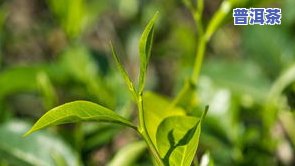 勐海地区普洱茶特点简介概况图