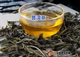 忙肺古树茶是什么类型的茶？其口感特点及是否属于普洱茶？