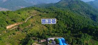 云南普洱茶古茶园：探寻千年茶文化的神秘之地