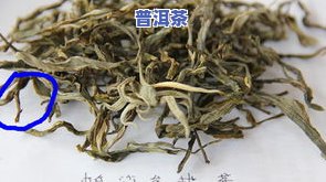 普洱茶叶中的马蹄：种类、特点及所属类别全解析