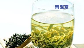 冰岛头春茶是什么茶种？详解其特点与分类