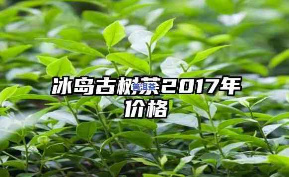 2017冰岛古树茶价格全览：最新市场价格表与多少元的相关信息