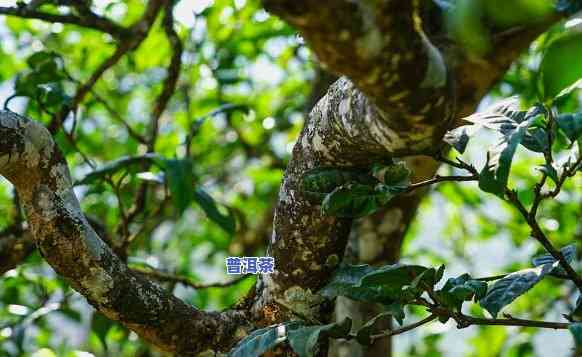 冰岛茶300年价格走势，探究冰岛茶300年的价格变迁趋势