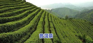 寻找优质武夷山茶叶代理？电话咨询获取更佳建议！