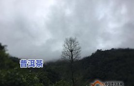 冰岛老寨茶海拔多少-冰岛老寨的茶