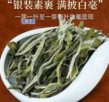 冰岛牡丹白茶中茶-冰岛白牡丹是什么茶