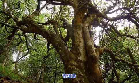 冰岛古树精致茶厂，探索冰岛古树精致茶的奥秘——冰岛古树精致茶厂探秘之旅