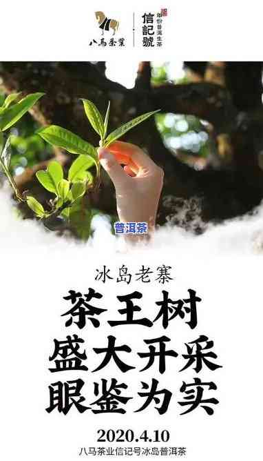 冰岛茶王2012，探寻冰岛茶王：2012年的传奇故事