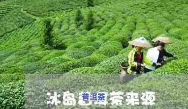 什么茶会冒充冰岛茶叶，揭秘：什么茶会冒充冰岛茶叶？