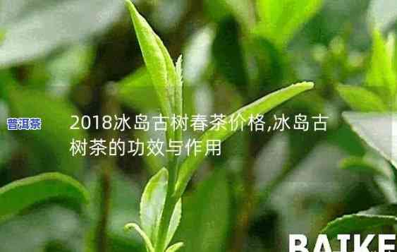 2018冰岛古树茶多少钱一斤，2018年冰岛古树茶市场价格，一斤要多少？