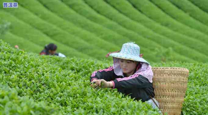 普洱茶炒茶锅温度多少度适合饮用？