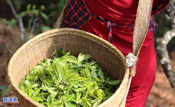 普洱茶的春茶：与秋茶的区别及春制工艺探析