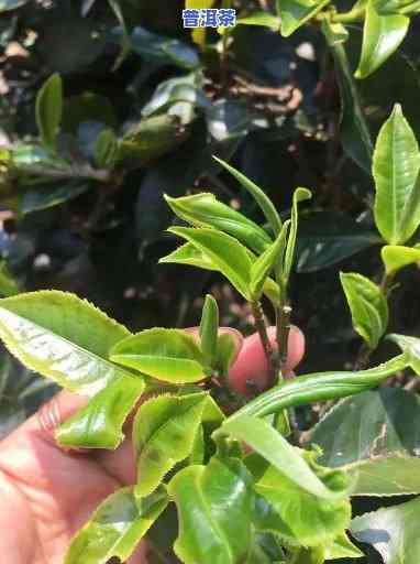 普洱茶种植的地方，探秘普洱茶的故乡：揭秘普洱茶种植的更佳地点