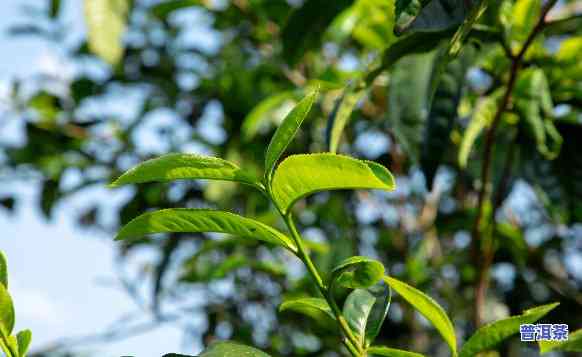 普洱茶比较绿色正常吗，探讨普洱茶的环保特性：是否真的比其他茶叶更绿色？