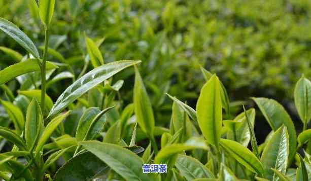 普洱茶比较绿-普洱茶比较绿色正常吗