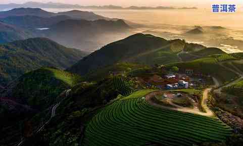 冰岛茶山：寻找更好口感与品质的探索