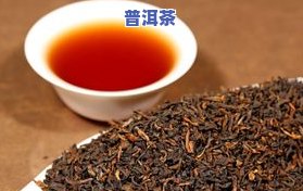 普洱茶大叶茶：品种、价格与小叶茶区别全解析